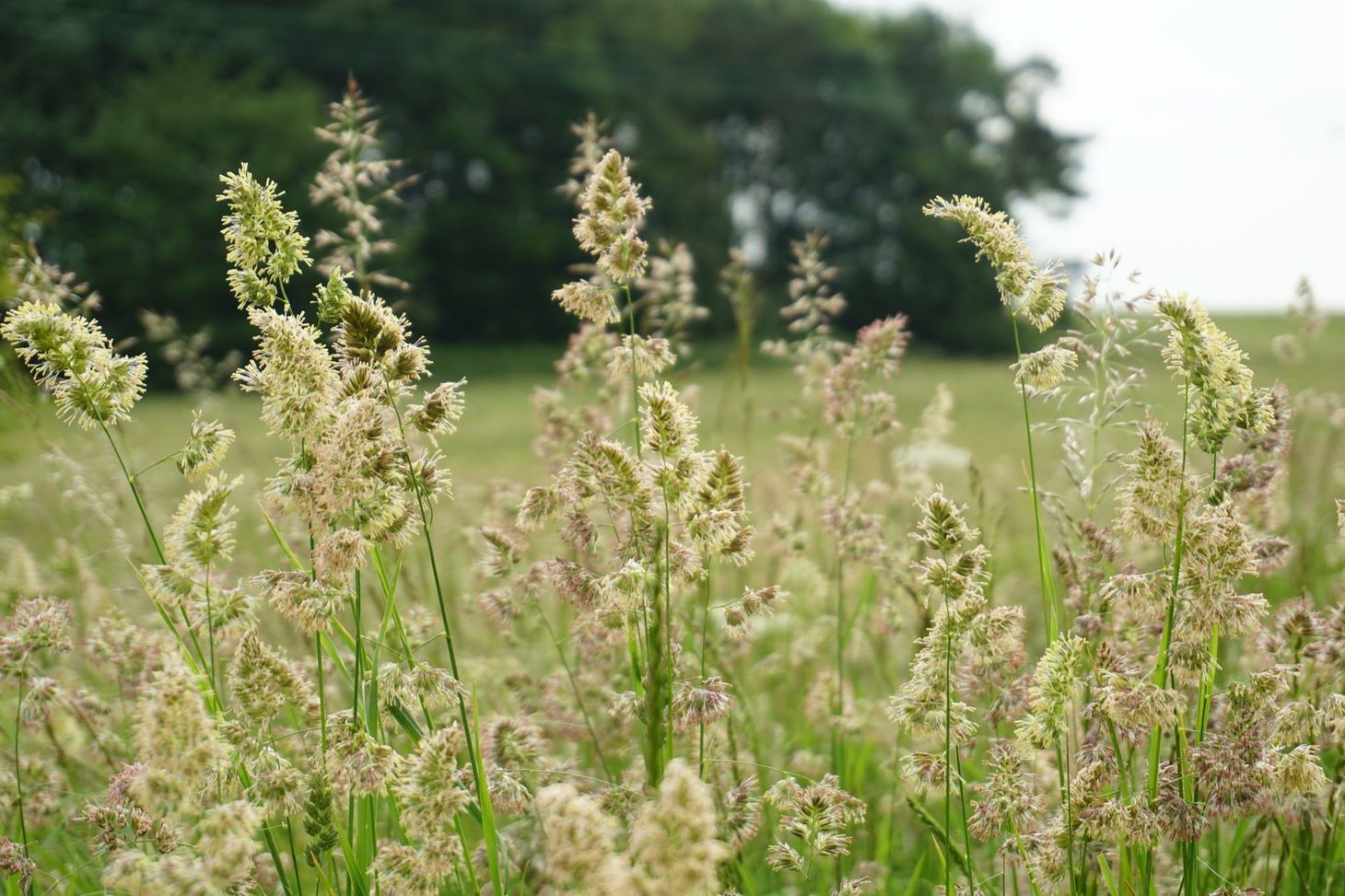 Went to mow the meadow