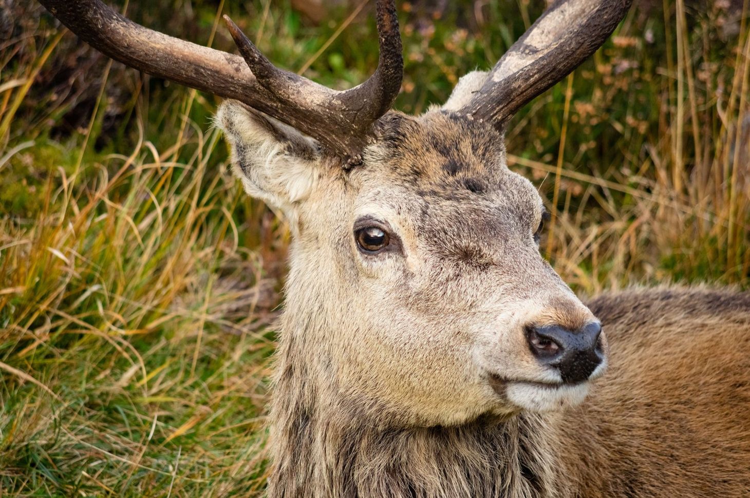 A pillaged ecology in the Scottish Highlands: ‘I am angry beyond words’