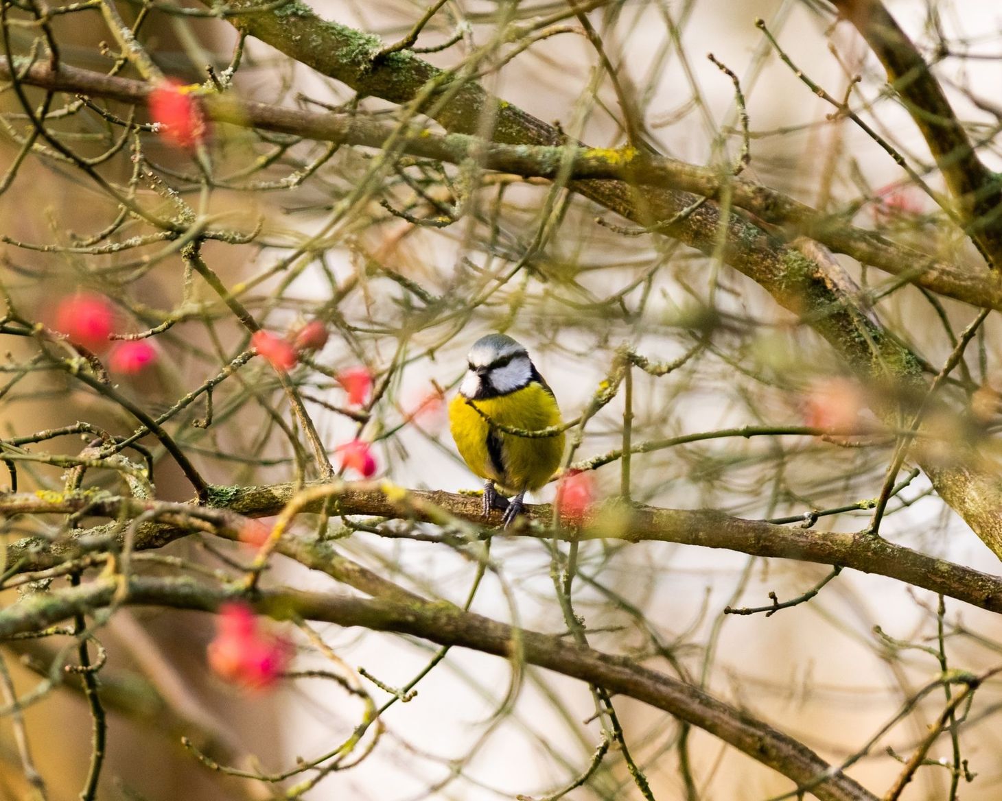 An afternoon of bird photography at Gibraltar Point