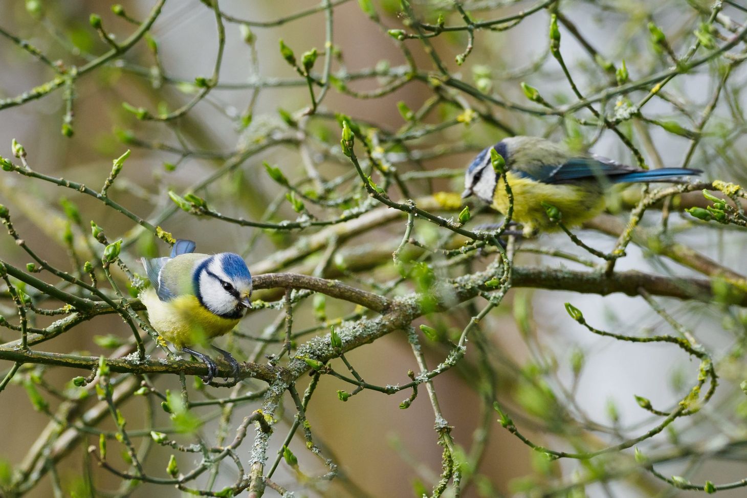 The voices of birds: a greening of lockdown