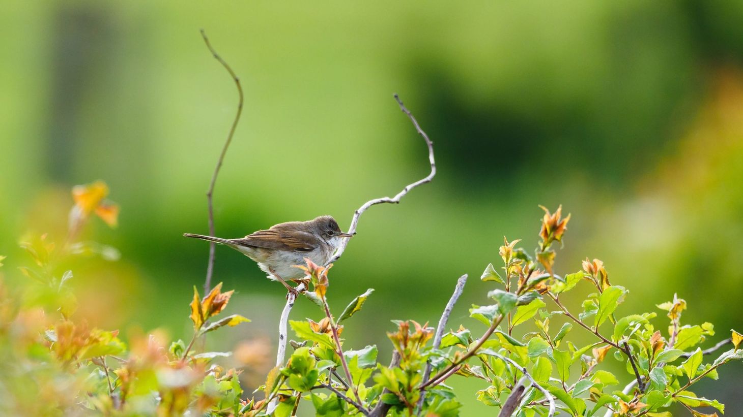 Nature notes: Latest wildlife photography, May 2020