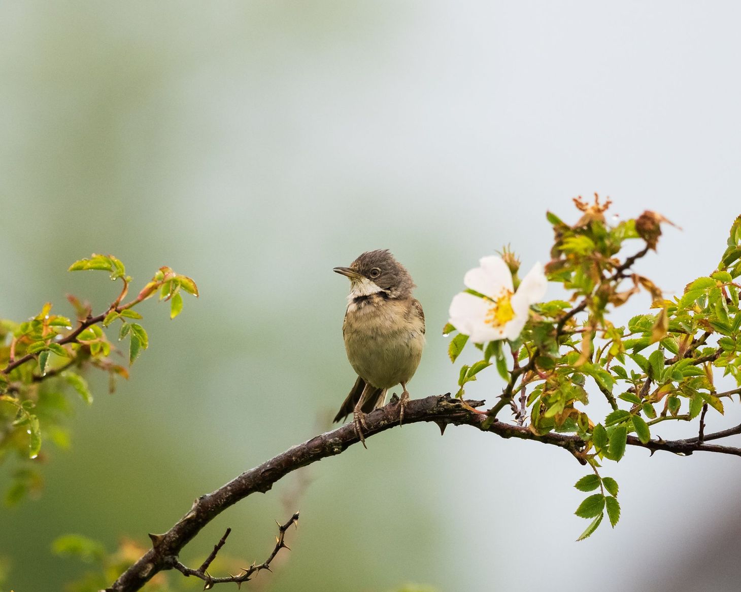 Nature notes: this week’s nature photography, 14 June 2020