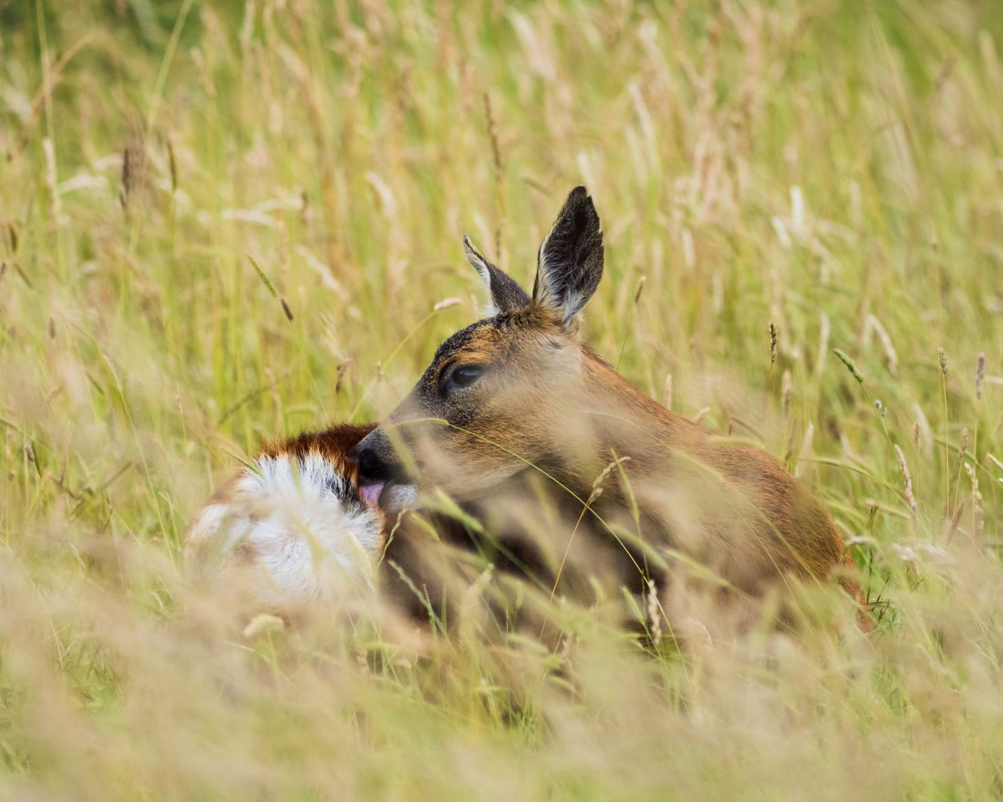 Nature notes: this week’s nature and wildlife photography, 4 July 2020