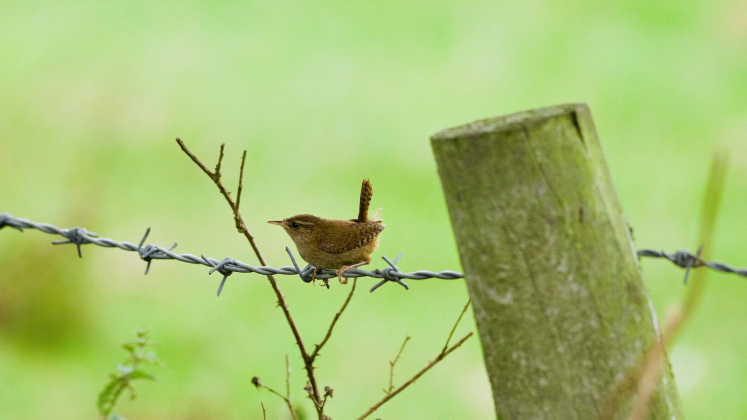 Nature Notes: wildlife photography, summer 2020